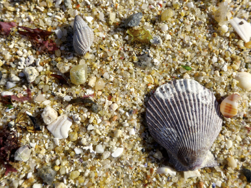Muscheln am Strand